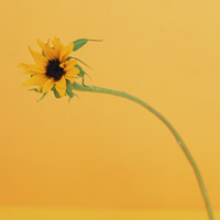 家を売るはアメリカなら余裕で逮捕されるレベル_=_最強!!!